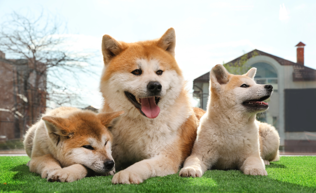 Synthetic Turf for Dogs